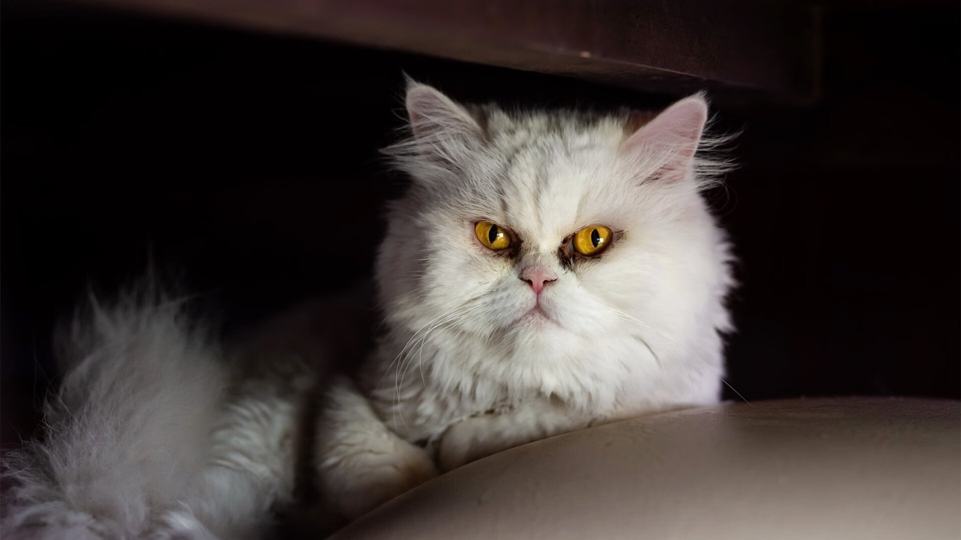 《CS_GO》Major：战队战术分析与选手个人能力的深度剖析，csgo2021年major战队