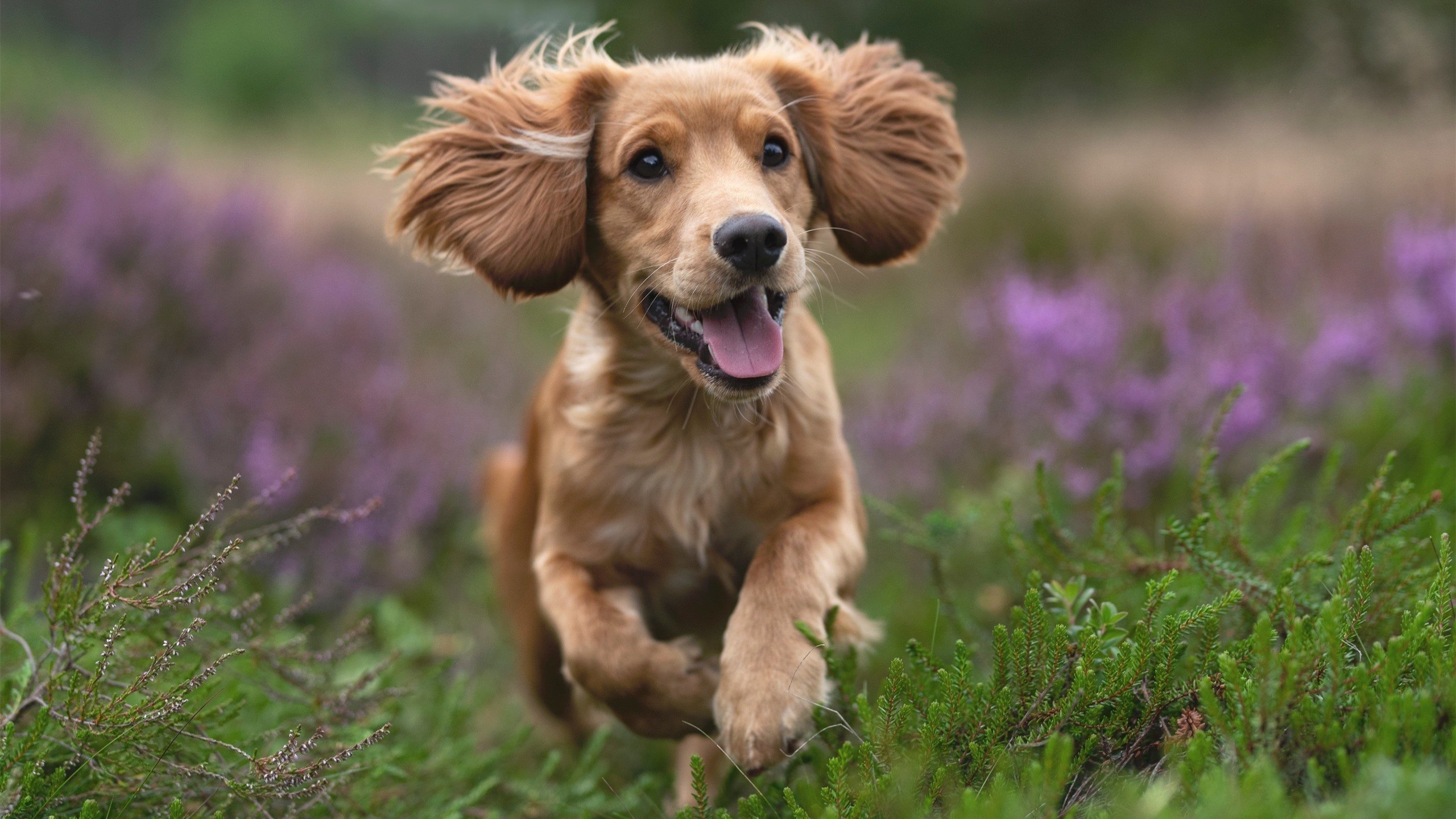 《一线战队转会费飙升：市场火爆》，一线俱乐部什么意思