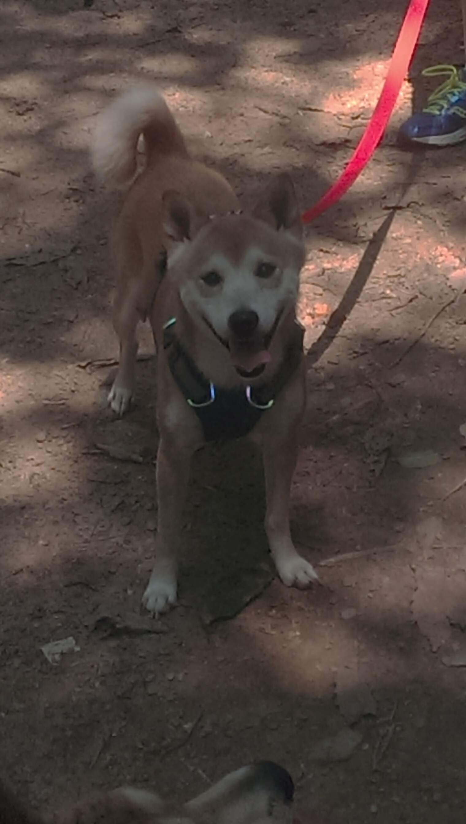 墨西哥队中场卡瓦尼在巴黎奥运会上展现出强大的进攻组织能力,墨西哥瓦哈卡文化