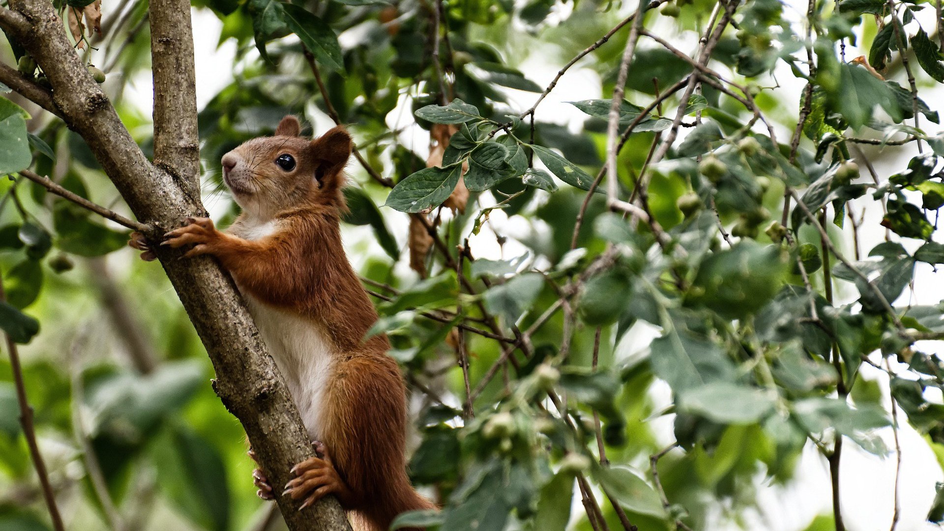塞内加尔马术协会与美洲马术协会合作,举办国际马术交流活动,促进文化互鉴。