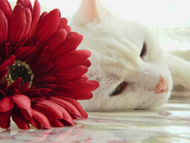 开云体育-巴西马术协会与法国马术协会合作，举办国际马术研讨会，促进学术交流。