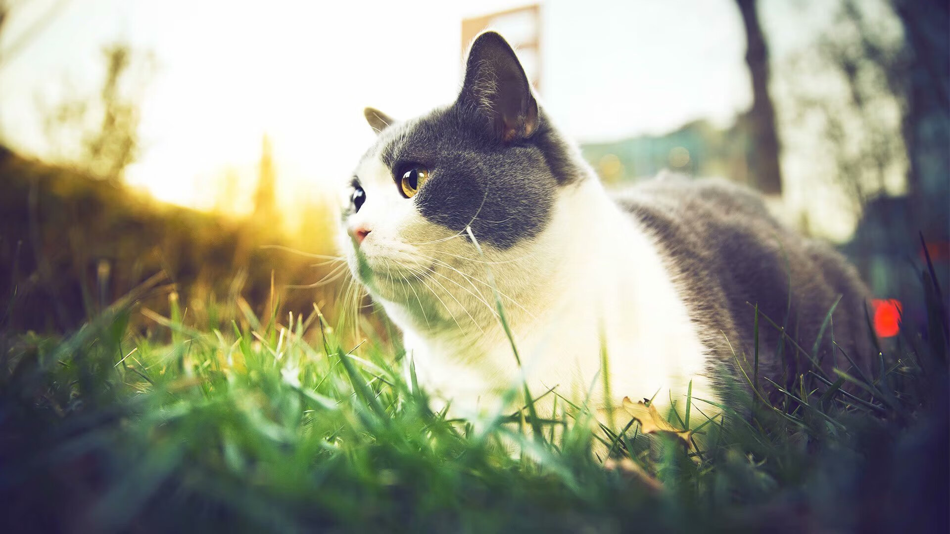 山林穿越极限跑,感受大自然的狂野魅力,山林越野车视频大全视频爬山