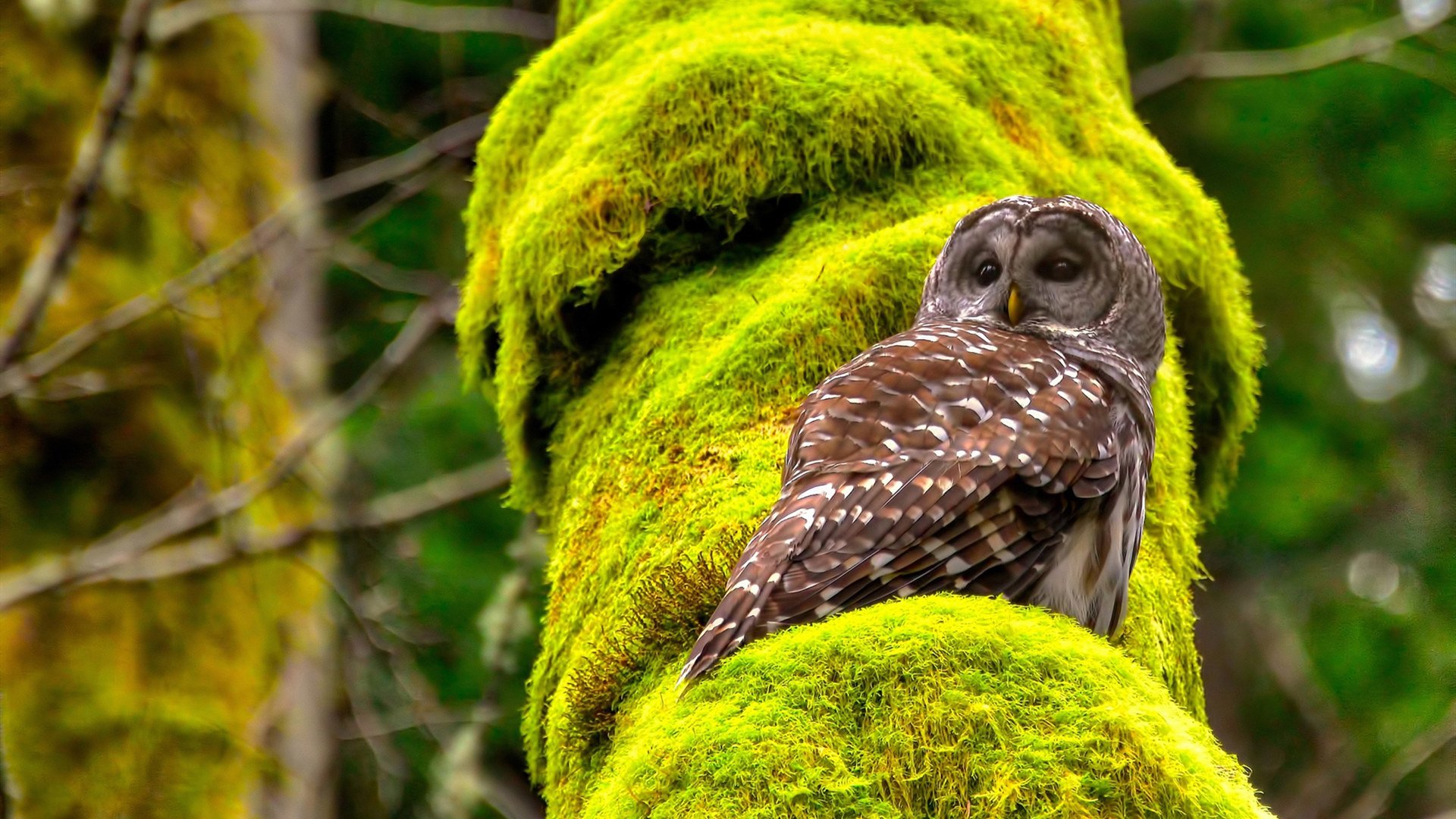 kaiyun体育综合-意甲赛季精彩片段频繁出现，明星球员表现出色，意甲全场