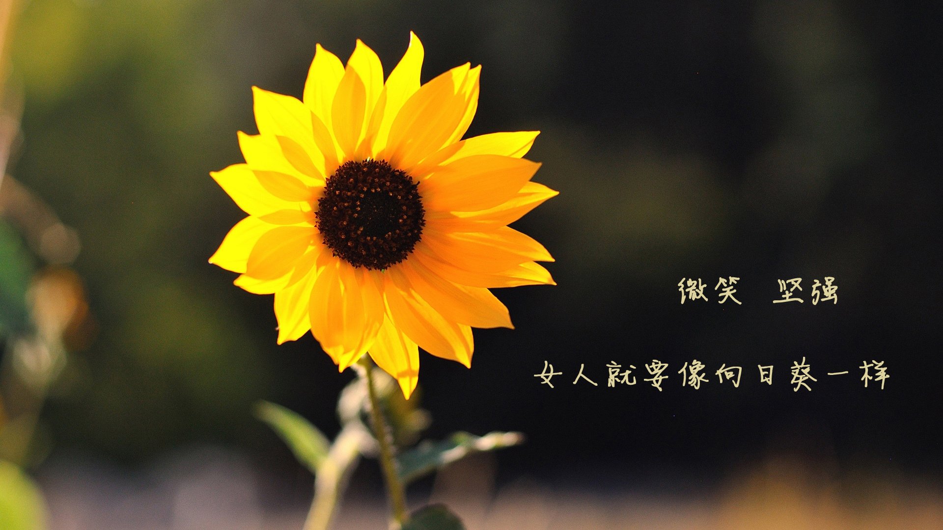 明日方舟“未来战场”玩家对抗赛盛大开启,tws1明日方舟遭遇战