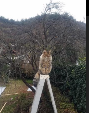 爵士新秀首发出战即砍下两双,刷新队史纪录,爵士现阵容