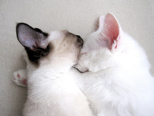 电竞与传统体育深度融合,跨界创新不断推进,电竞能和体育相提并论