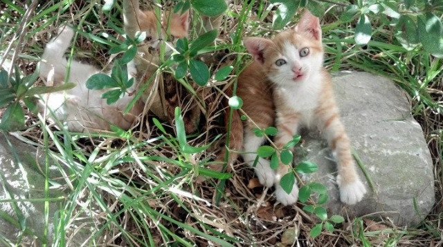 英超联赛中“老牌豪门”能否重振雄风?,英超十大豪门球队