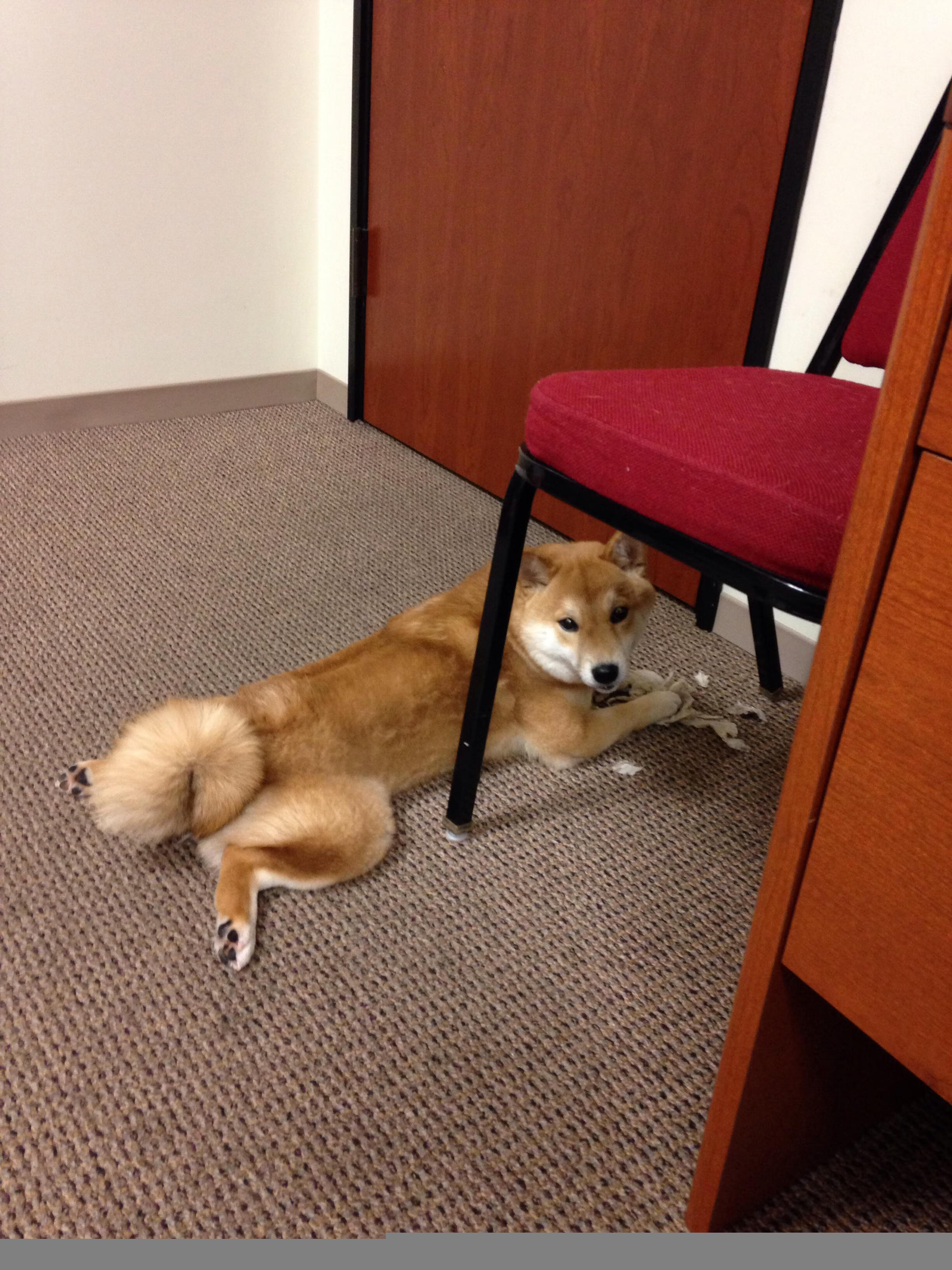 赛场“黑马”崛起:新兴车队的逆袭之路,新兴造车势力