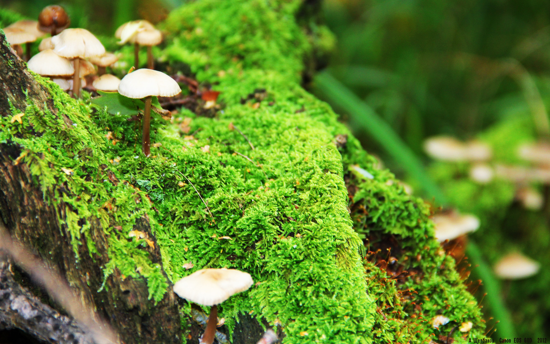 轮滑球赛:速度技巧完美结合的表演,轮滑球战术技巧