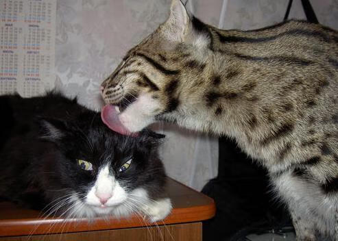 亚洲球队备战国际大赛准备情况,亚洲预选赛比赛地点