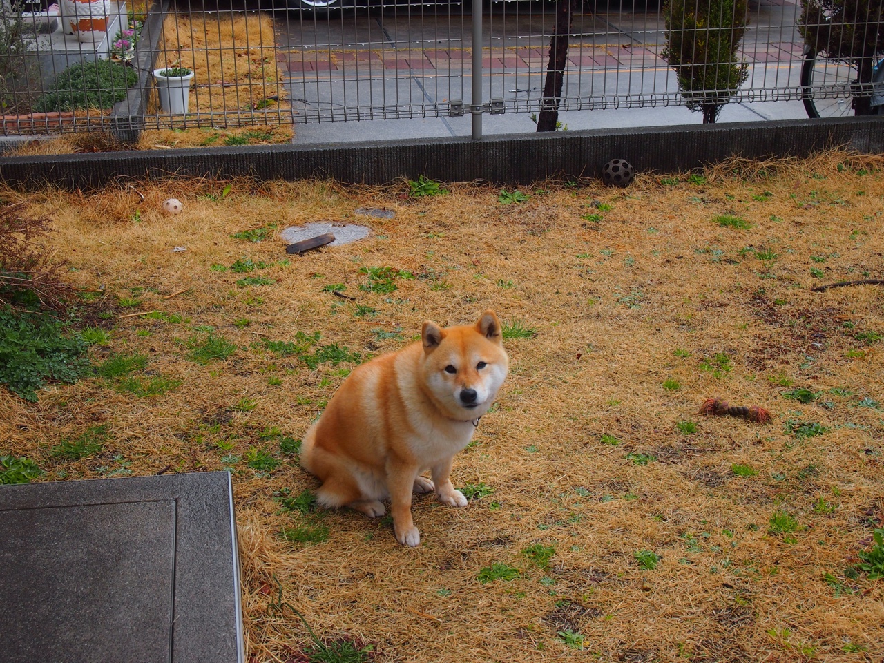 习近平接见第33届奥运会中国体育代表团,表彰运动员成绩