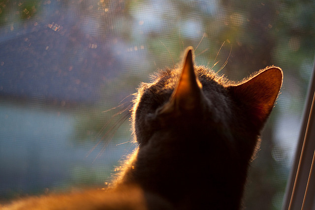 北京首钢球队整体防守更加坚固，北京首钢队本赛季球员名单