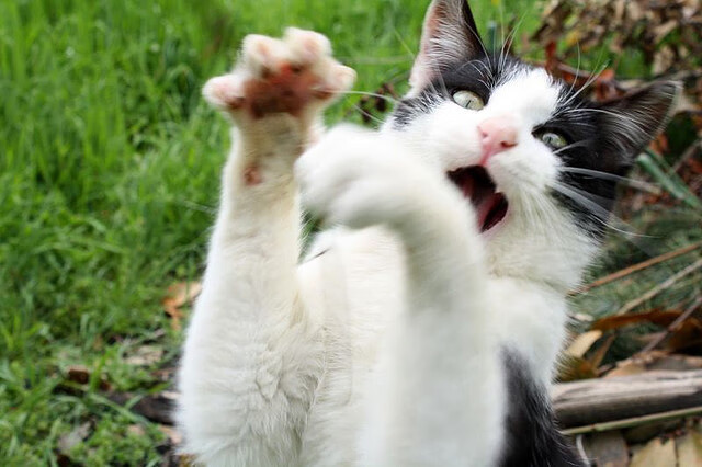 北京首钢球队整体防守更加坚固，北京首钢队本赛季球员名单