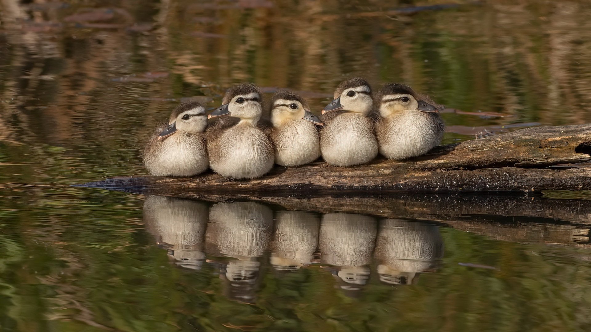 南美球队再次征战国际赛事,引爆激情对决,南美球队有哪些